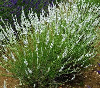 Hibrīdā lavanda ''Edelweiss''